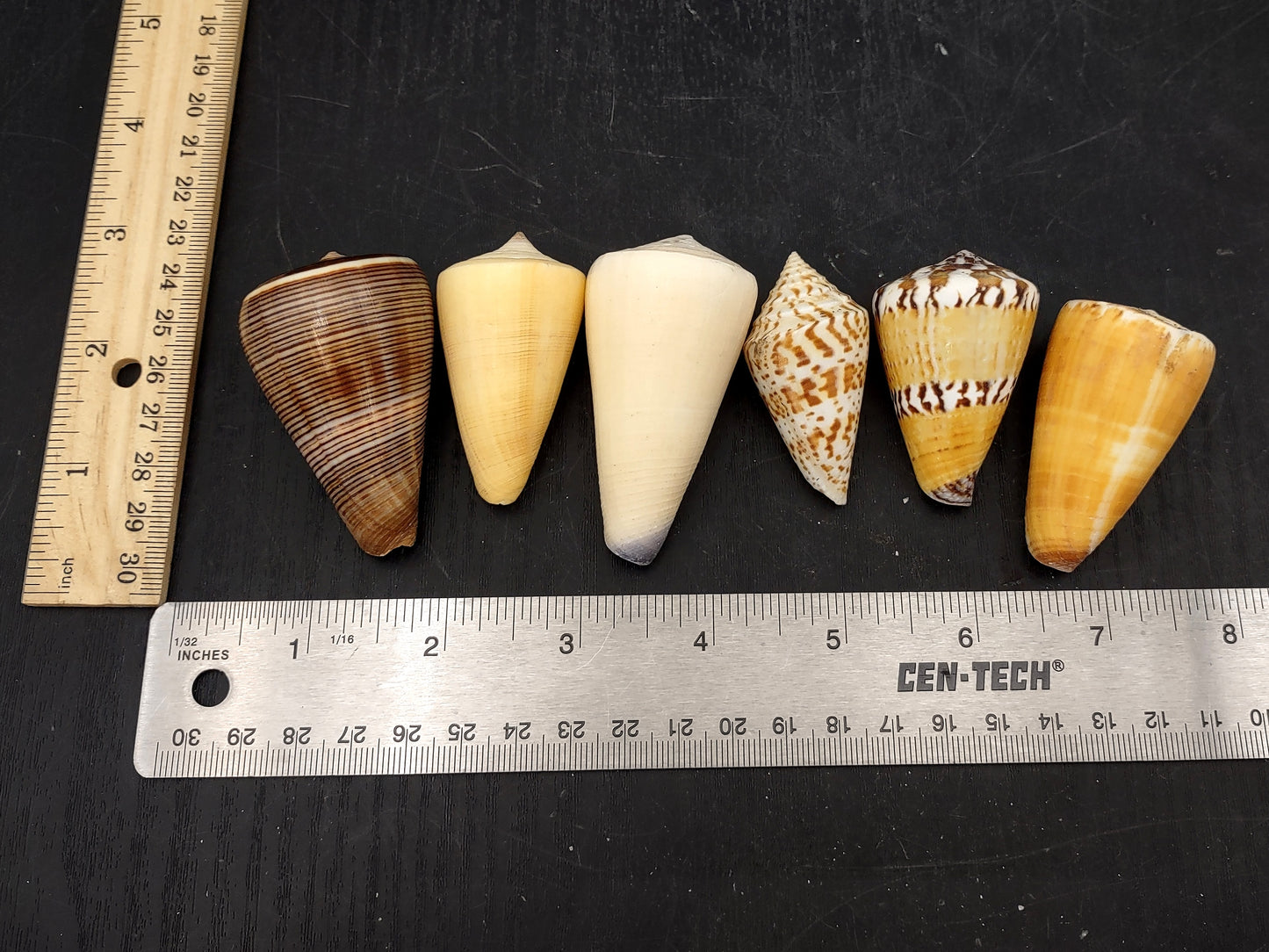 Cone Seashell Small Assorted Mix (8 shells approx. 1.5-2 inches). Brown and white close spiral shells in a grouping. Copyright 2022 SeaShellSupply.com.