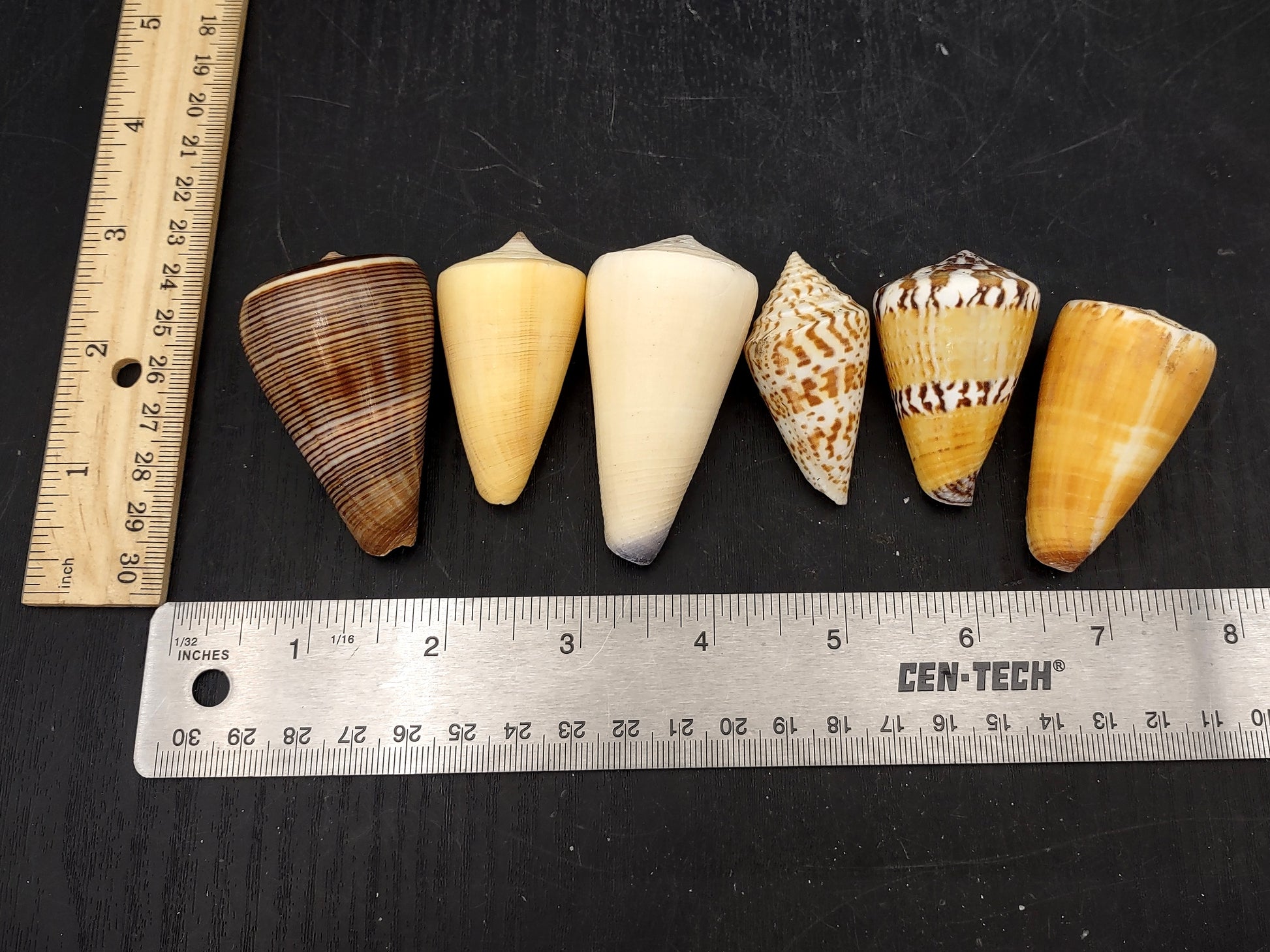 Cone Seashell Small Assorted Mix (8 shells approx. 1.5-2 inches). Brown and white close spiral shells in a grouping. Copyright 2022 SeaShellSupply.com.