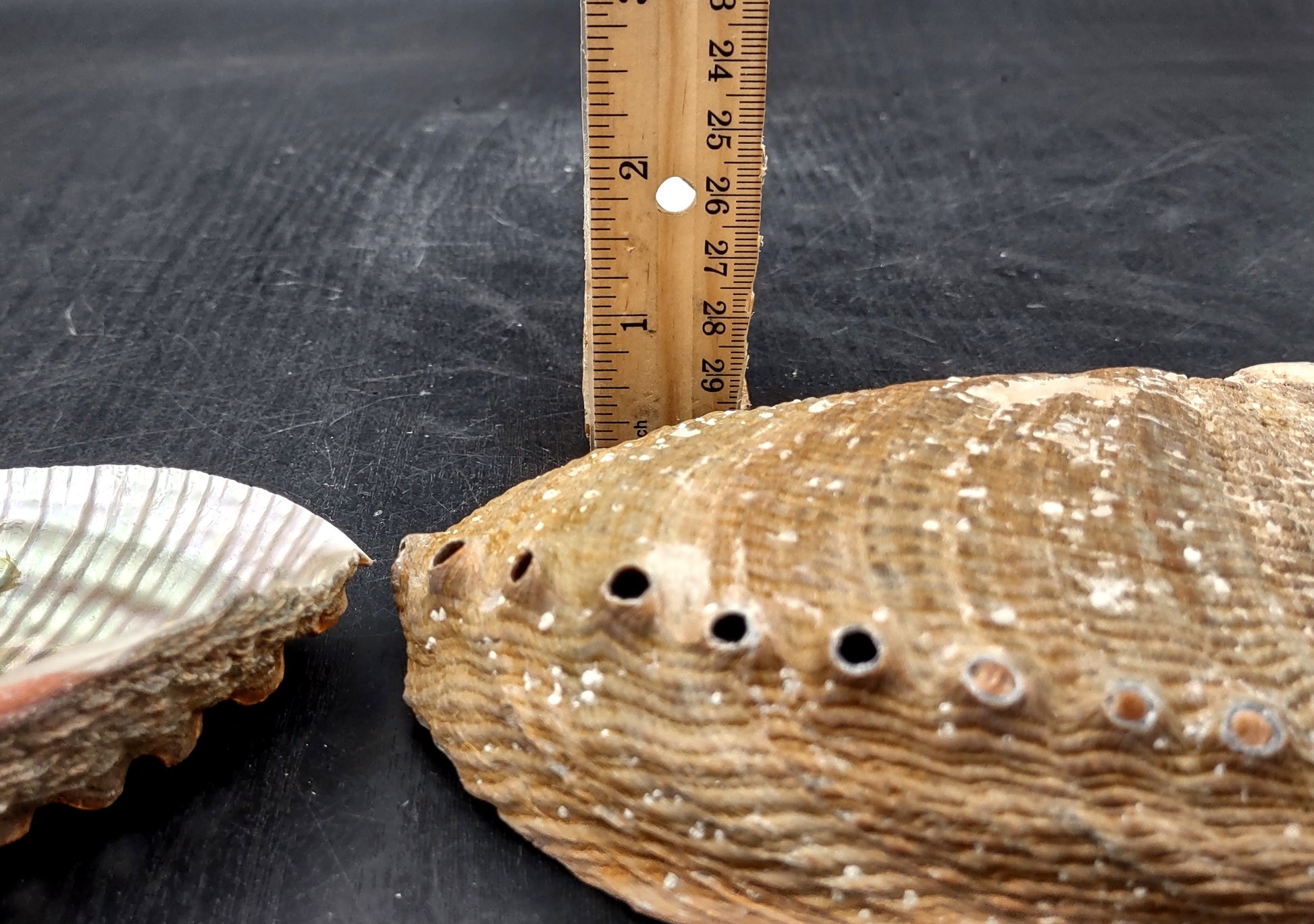 Green Abalone Seashell (4-6 Inch) - Haliotis Fulgens. Rainbow colored ombre shell. Copyright 2024 SeaShellSupply.com.