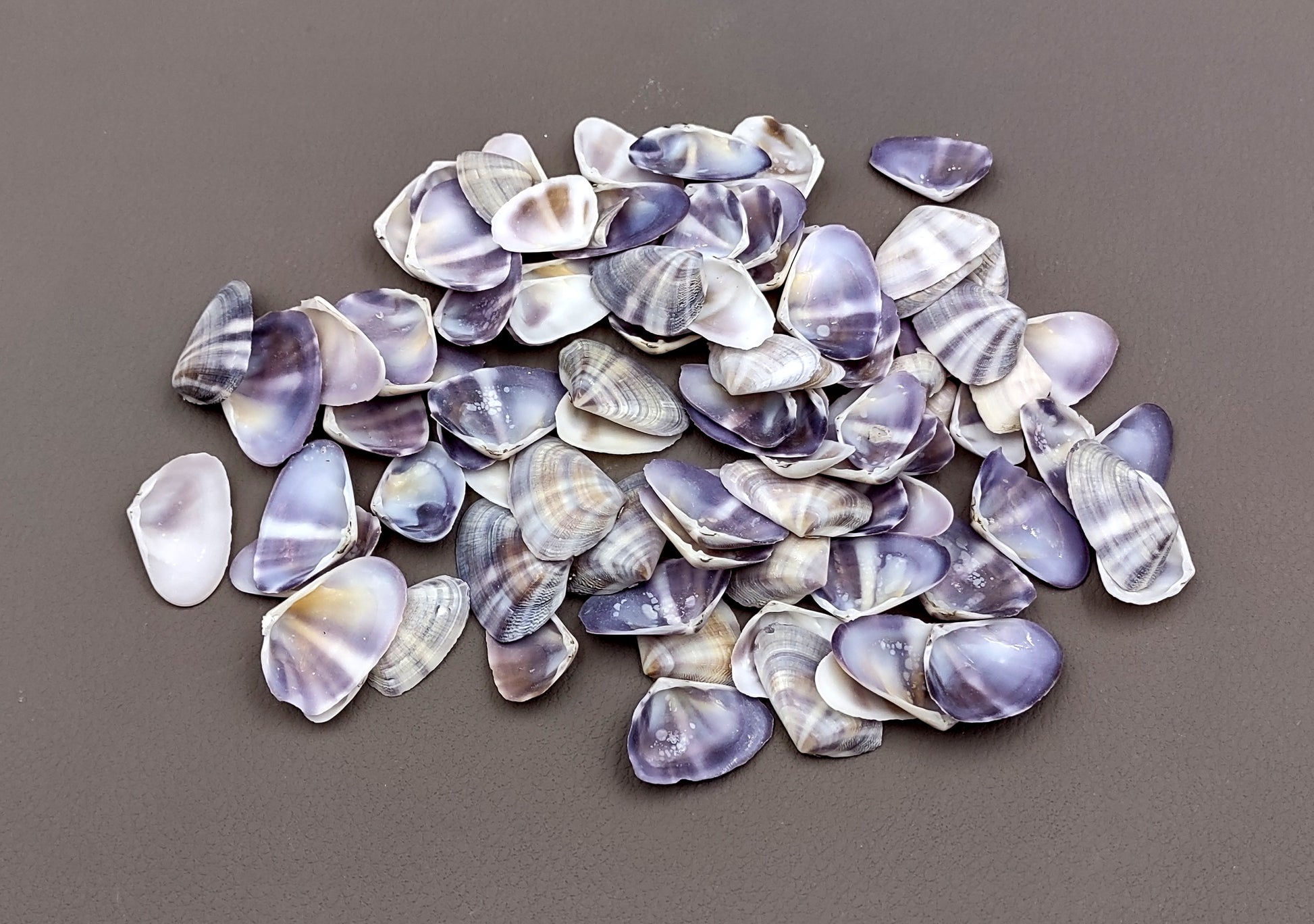 Purple/White Coquina Shells - Donax Variabilis - (1/2 cup approx. 80-100 shells .5-1 inch). Multiple purple and light pink ombre shells with a little white in a pile. Copyright 2022 SeaShellSupply.com.