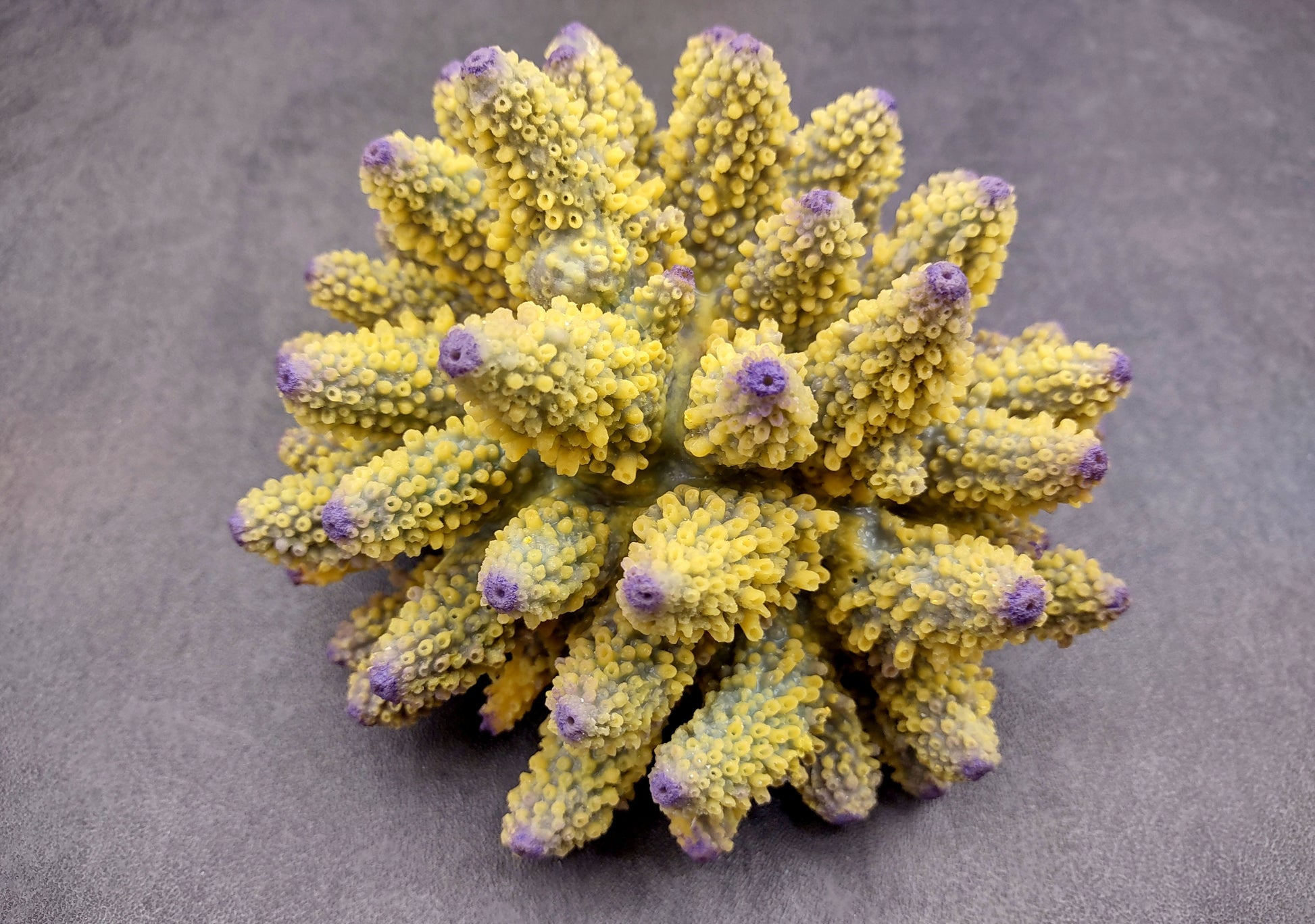  Yellow Finger Staghorn FAUX Coral - Acropora Humilis - (1 FAUX Coral approx. 5.5x3.5x5 inches). yellow and purple branched tentacles. Copyright 2024 SeaShellSupply.com.