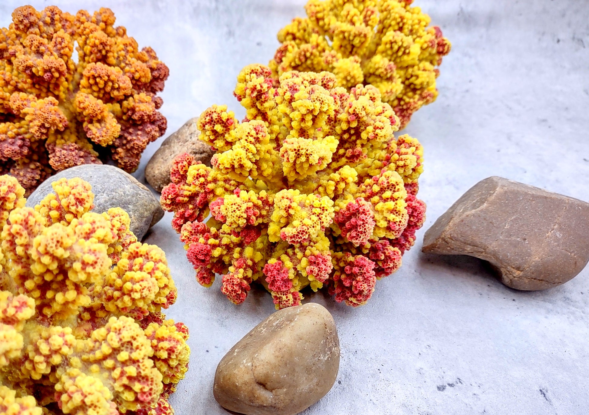 Yellow Rose FAUX Cluster Coral - Pocillopora Elegans - 1 faux coral approx. 5Wx3Dx4T with some dark pink arms on light background Copyright 2022 SeaShellSupply.com.