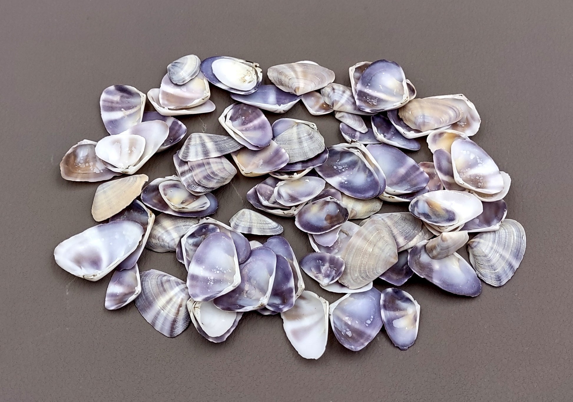 Purple/White Coquina Shells - Donax Variabilis - (1/2 cup approx. 80-100 shells .5-1 inch). Multiple purple and light pink ombre shells with a little white in a pile. Copyright 2022 SeaShellSupply.com.