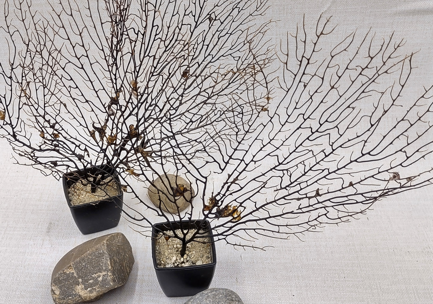 Black Sea Fan Coral Gorgonia Ventalina (1 fan approx. 12+ inches) Copyright 2024 SeashellSupply.com