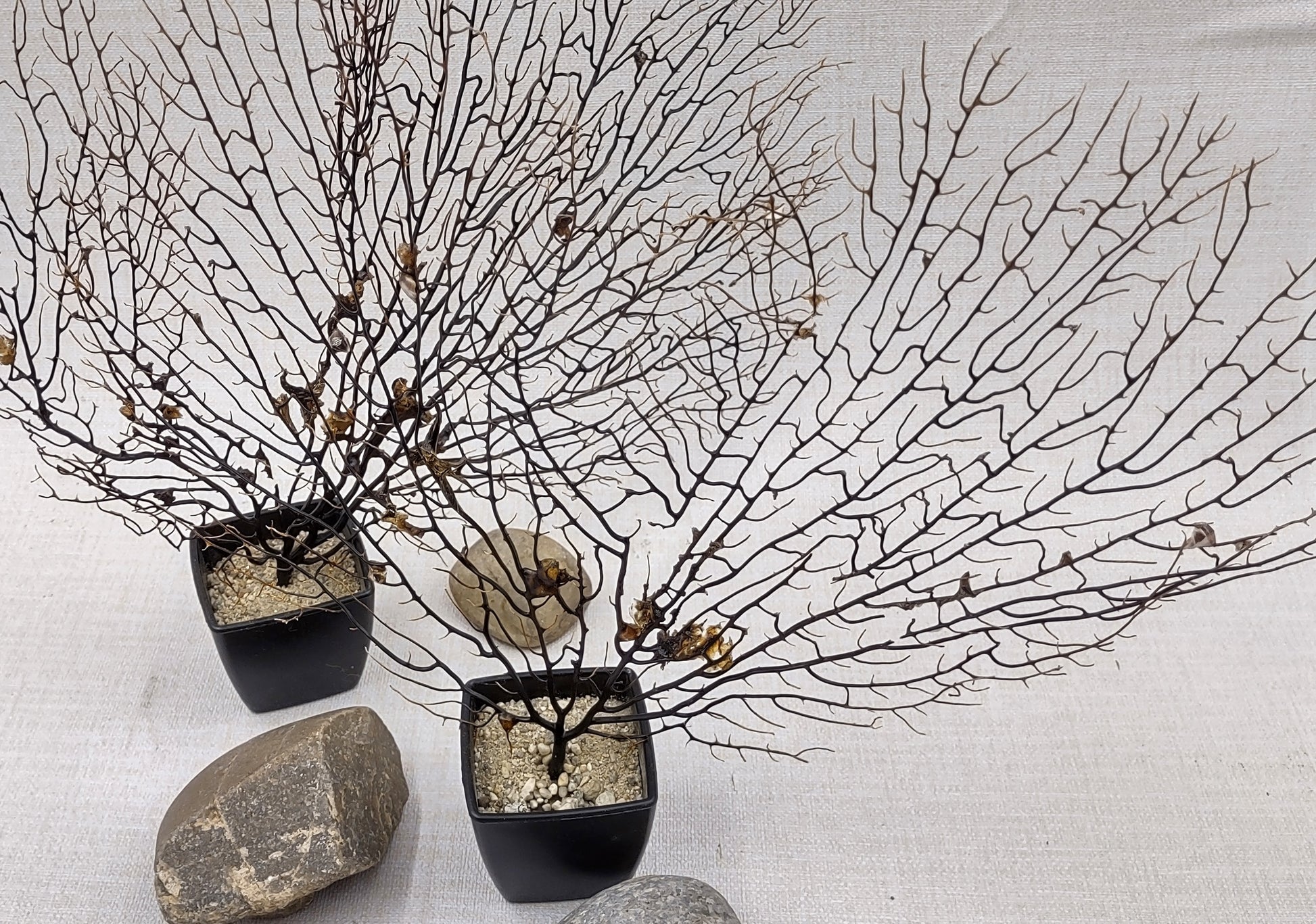 Black Sea Fan Coral Gorgonia Ventalina (1 fan approx. 12+ inches) Copyright 2024 SeashellSupply.com