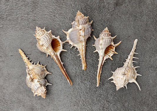 Murex Ternispina Seashells (5 shells 2+ inches) Superb shells for coastal crafting décor & collections!