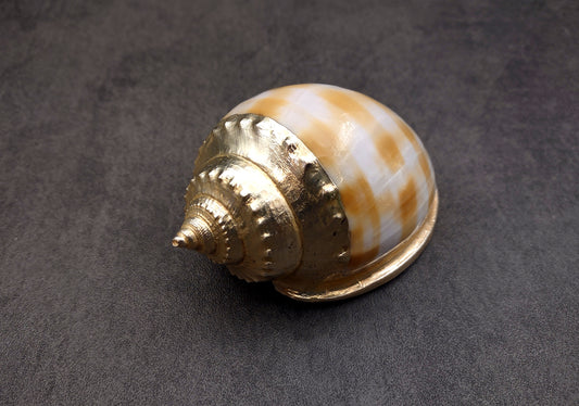 Silver-Plated Banded Bonnet Shell - Phalium Bandatum - (1 Shell approx. 3-4 inches) One orange and white pointed, silver detailed shell. Copyright 2022 SeaShellSupply.com.