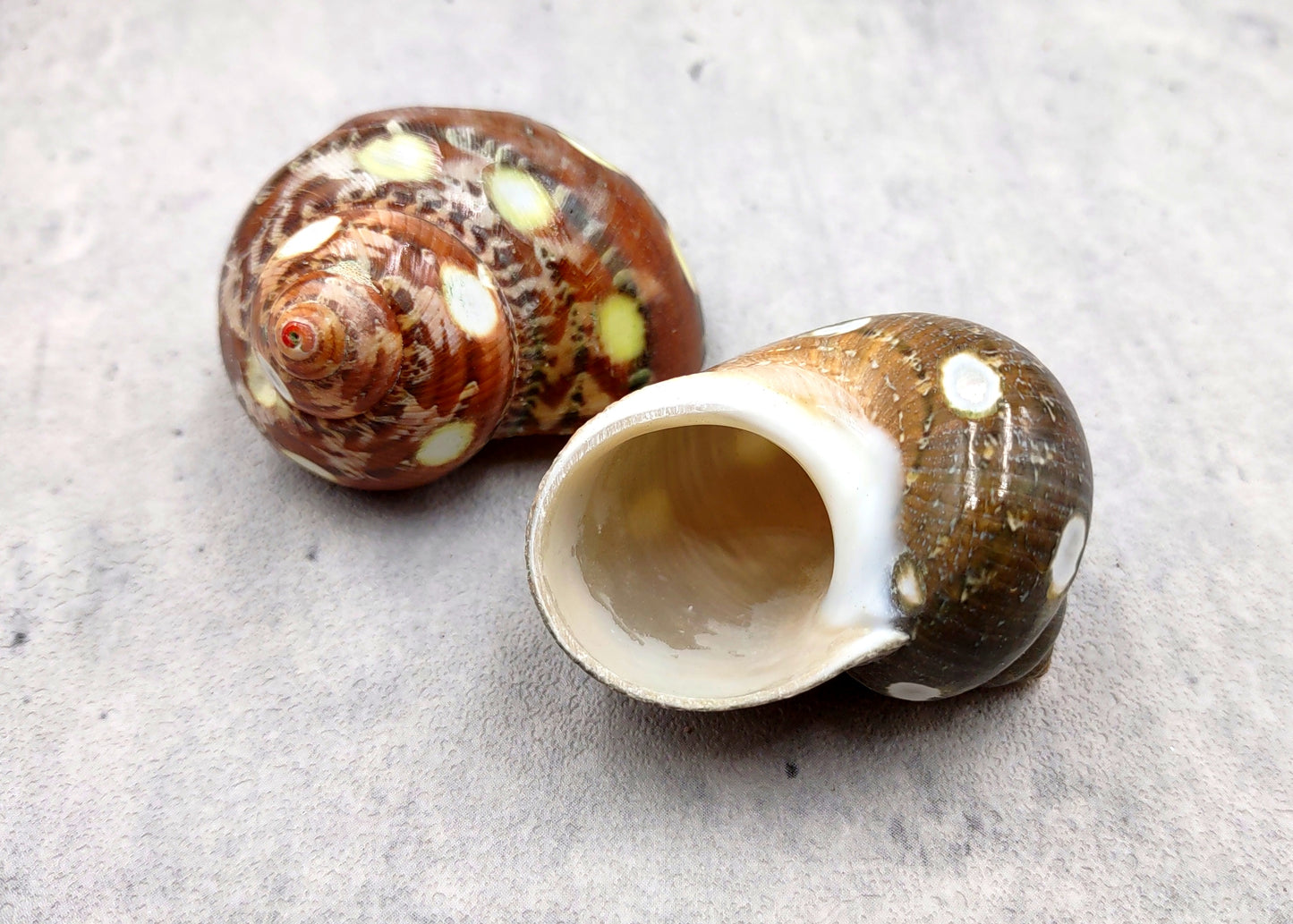Spotted Turbo Seashells Turbo Petholatus (2 shells approx. 2+ inches) Neat shells for coastal crafting decor & collections!