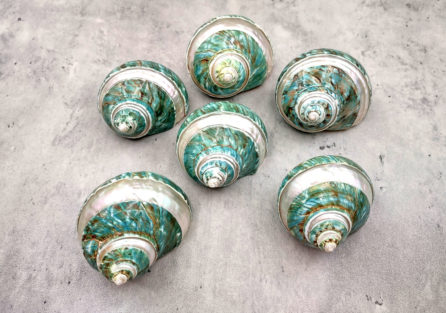 Polished Jade Turbo Shell w/Pearlized Stripe - Turbo Burgessi - (1 shell approx. 2.5-3 inches). Jade and green spiral ribbed shell with a cream band. Copyright 2024 SeaShellSupply.com.