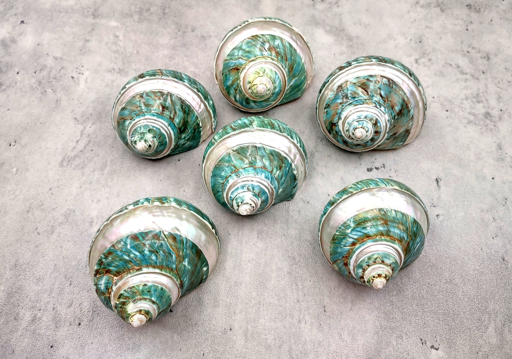 Polished Jade Turbo Shell w/Pearlized Stripe - Turbo Burgessi - (1 shell approx. 2.5-3 inches). Jade and green spiral ribbed shell with a cream band. Copyright 2024 SeaShellSupply.com.