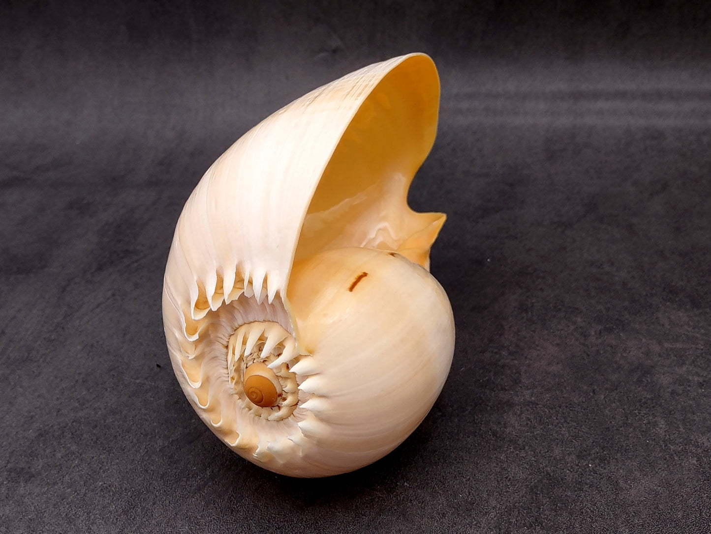 Large Indian Voluta Melo Seashell (1 shell approx. 7+ inches) Perfect shells for coastal crafting decor & collections!