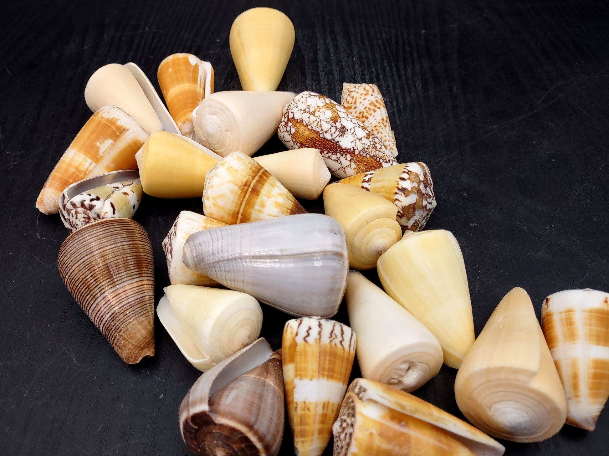 Cone Seashell Small Assorted Mix (8 shells approx. 1.5-2 inches). Brown and white close spiral shells in a grouping. Copyright 2022 SeaShellSupply.com.