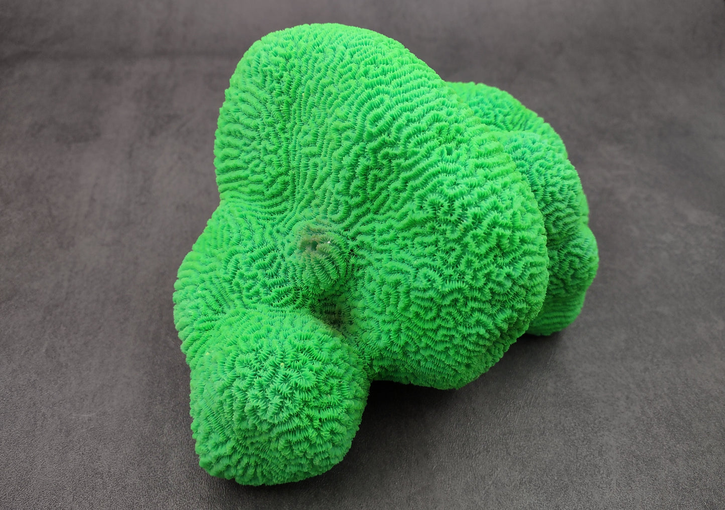 Bright Green FAUX Brain Coral - Lobophyllia Hemprichii - (1 FAUX Coral approx. 8.5x5x5.5 inches). Green almost squishy looking maze patterned coral known as brain coral. Copyright 2024 SeaShellSupply.com.