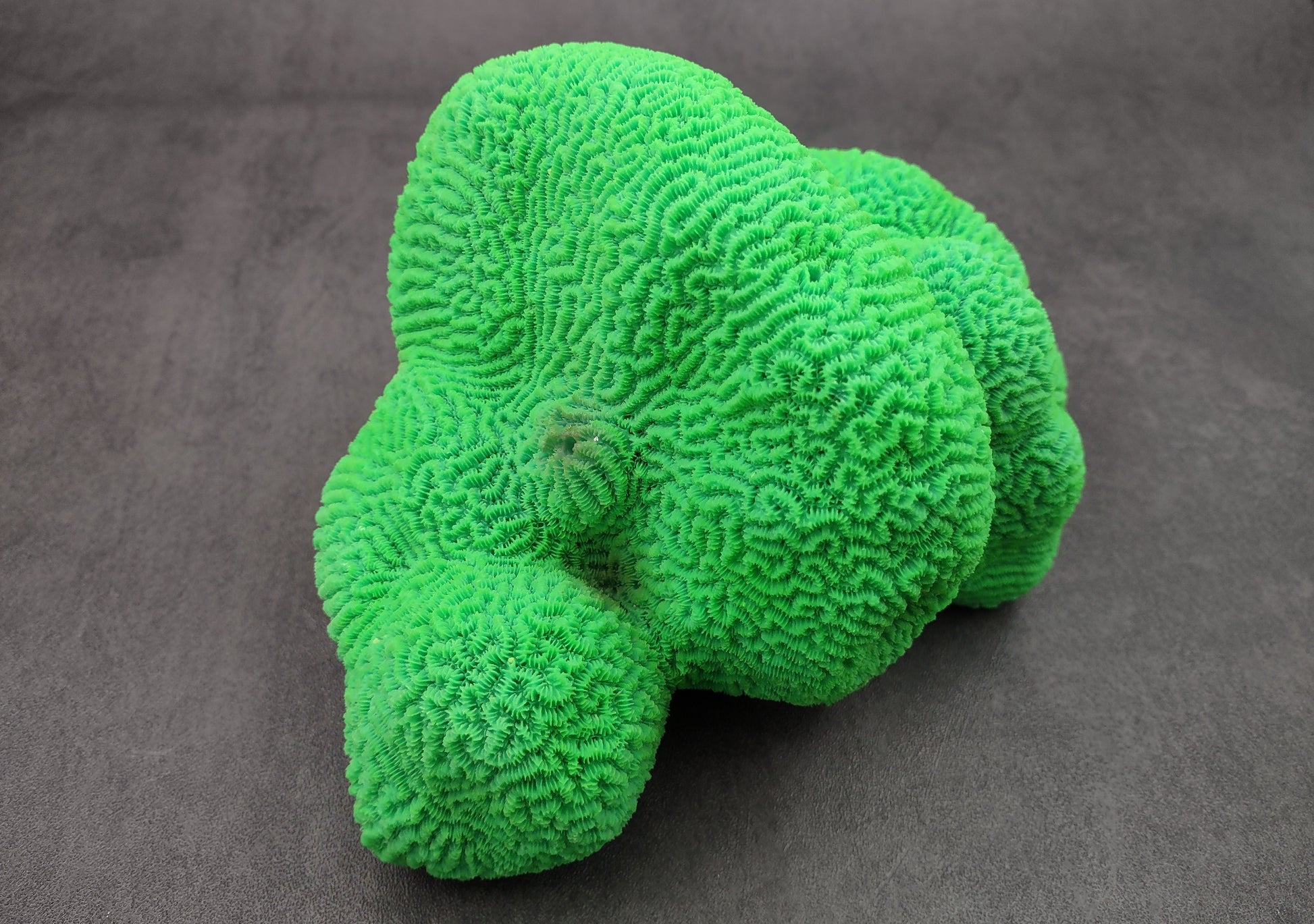 Bright Green FAUX Brain Coral - Lobophyllia Hemprichii - (1 FAUX Coral approx. 8.5x5x5.5 inches). Green almost squishy looking maze patterned coral known as brain coral. Copyright 2024 SeaShellSupply.com.