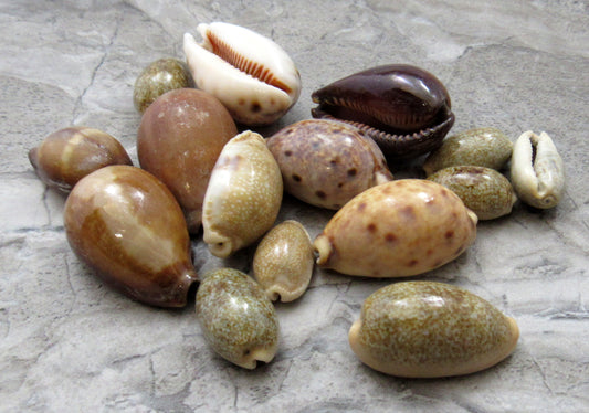 Cowrie Seashells Assorted Mix (Half cup approx. 10+ shells 0.75+ inches) Colorful Variety of Cowrie Shells for coastal crafting & decor!