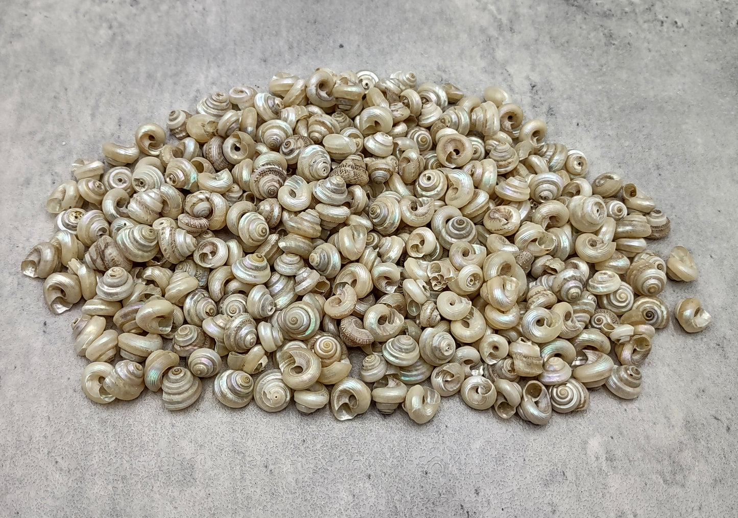 Baby Pearl Trochus Seashells (0.50 cup approx. 190-200 shells 0.25 inch). Cream shells with light stripes in a pile. Copyright 2022 SeaShellSupply.com