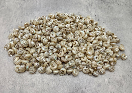 Baby Pearl Trochus Seashells (0.50 cup approx. 190-200 shells 0.25 inch). Cream shells with light stripes in a pile. Copyright 2022 SeaShellSupply.com