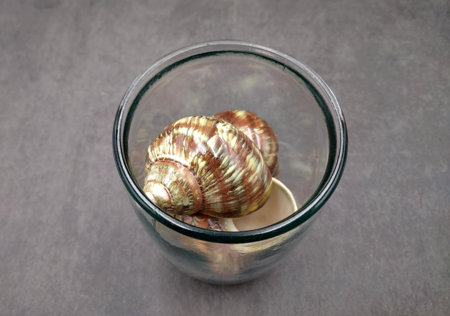 Variegated Turbo Seashells Turbo Vareigatus (2 shells approx. 2+ inches) Adorable turbo shell special for any coastal art project!