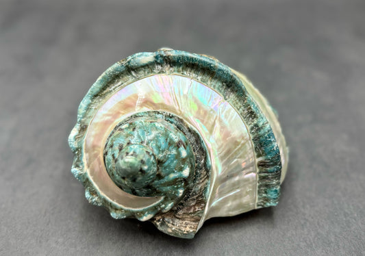 Giant Banded Turbo Shell Turbo Marmoratus (1 shell approx. 7+ inches) Great shells for coastal decor, & collection