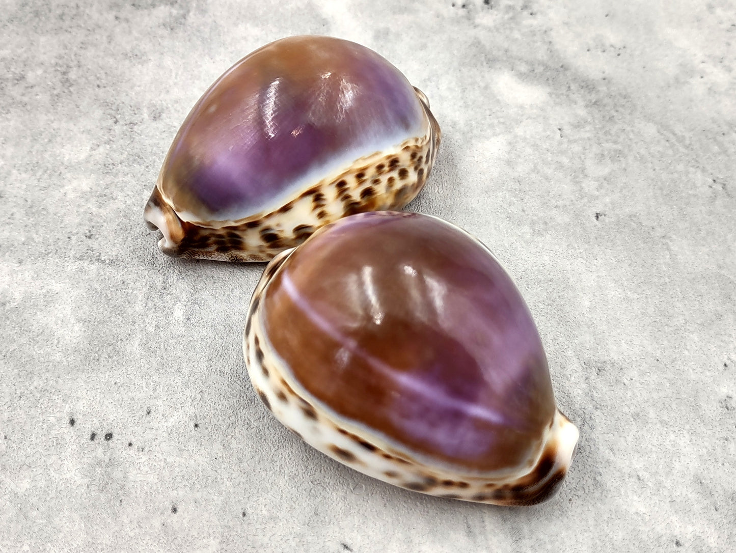 Purple Top Tiger Cowrie Seashells Cypraea tigris (2 shells approx. 2.25+ inches) Beautiful for any coastal crafting or décor!