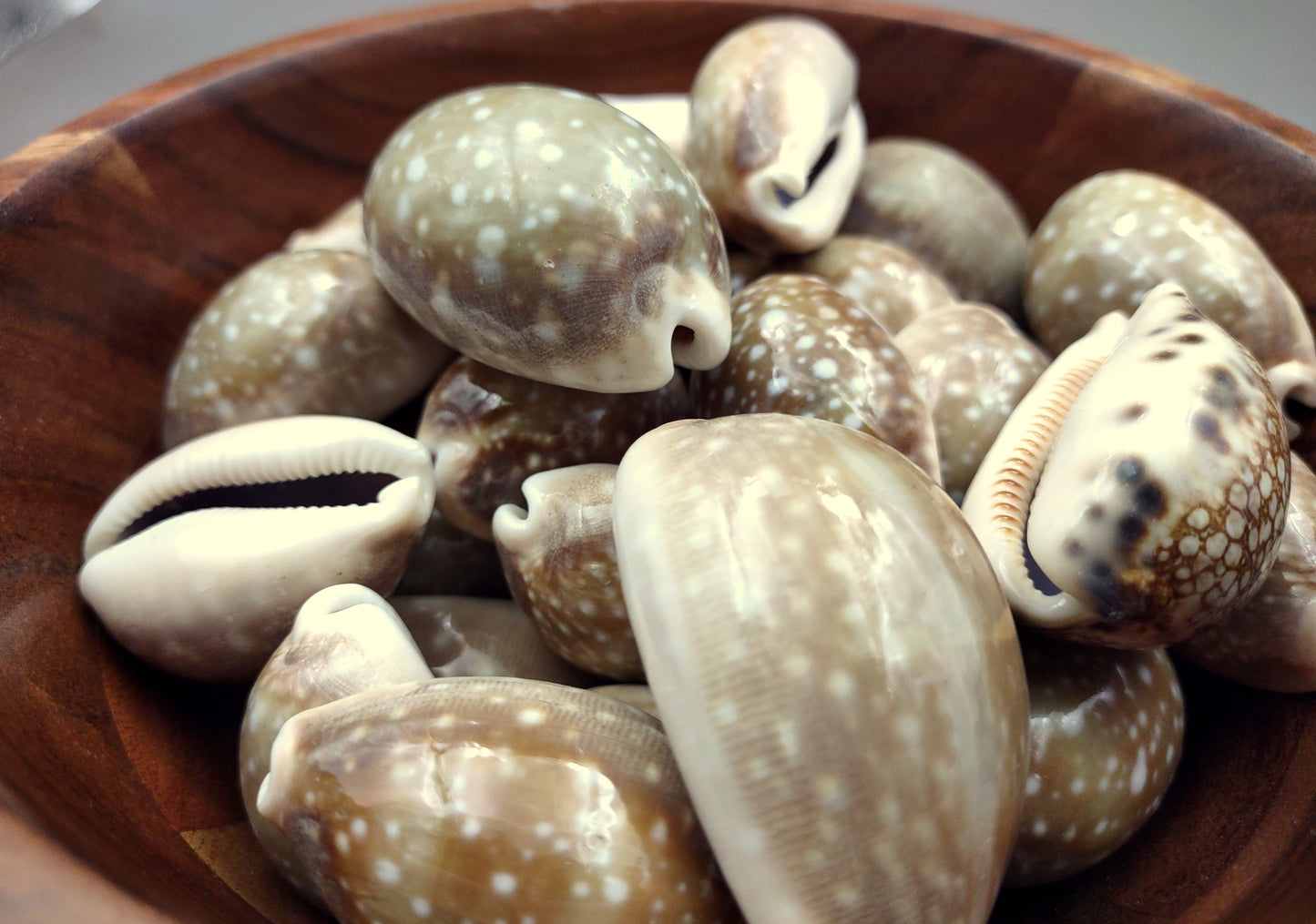 Calf Cowrie Shells - Cypraea Vitellus - (4 shells approx. 2 inches). multiple tan and white spotted shells with teal stripe in pile. Copyright 2022 SeaShellSupply.com.