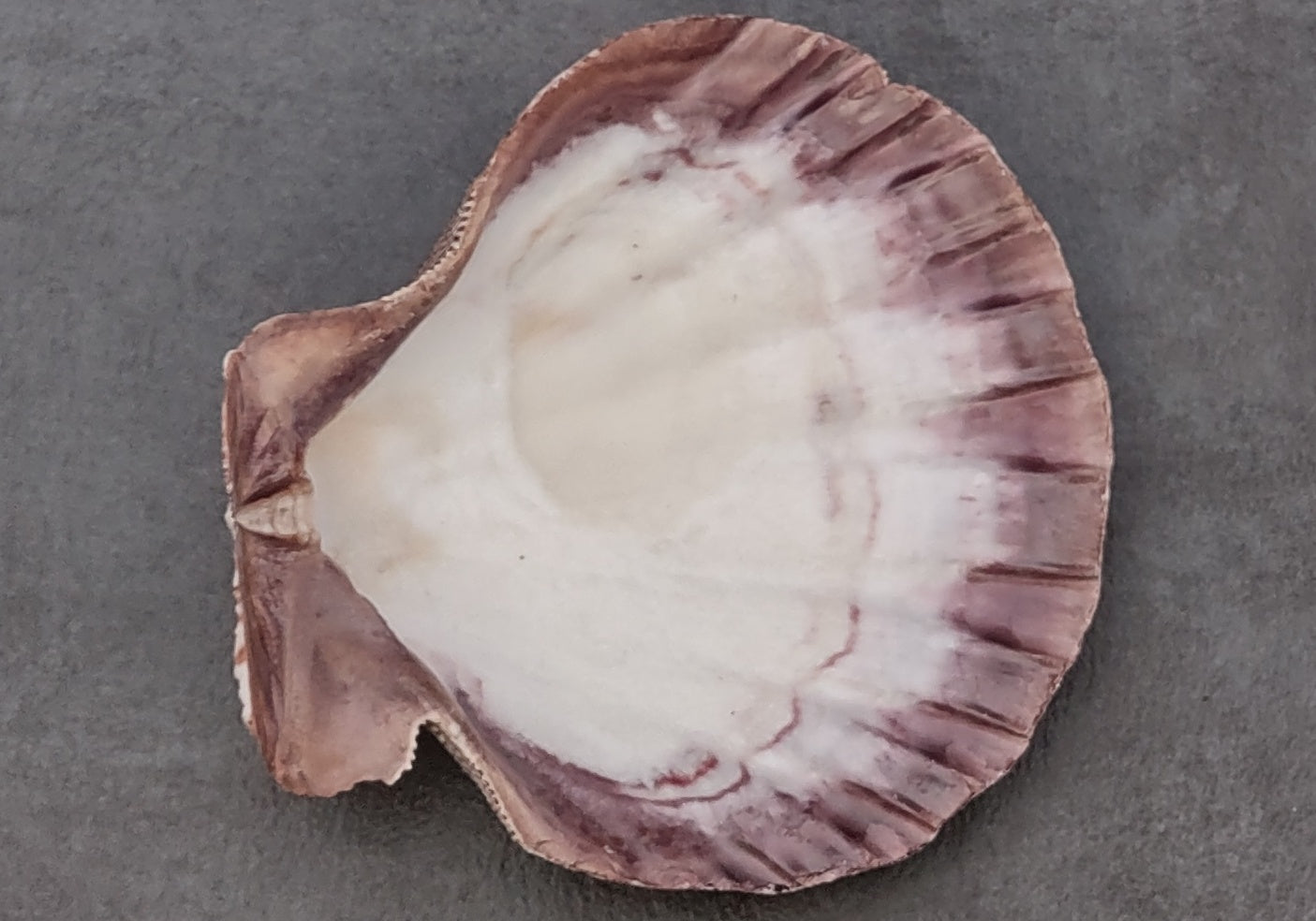 Orange Lion's Paw Scallop Shell Pecten Subnodosus (1 shell