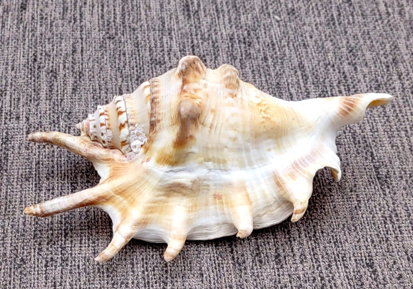 Spider Conch Seashell (4-5 inches) - Lambis Lambis (JS-033). White shell with spikes and some brown spots. Copyright 2024 SeaShellSupply.com.