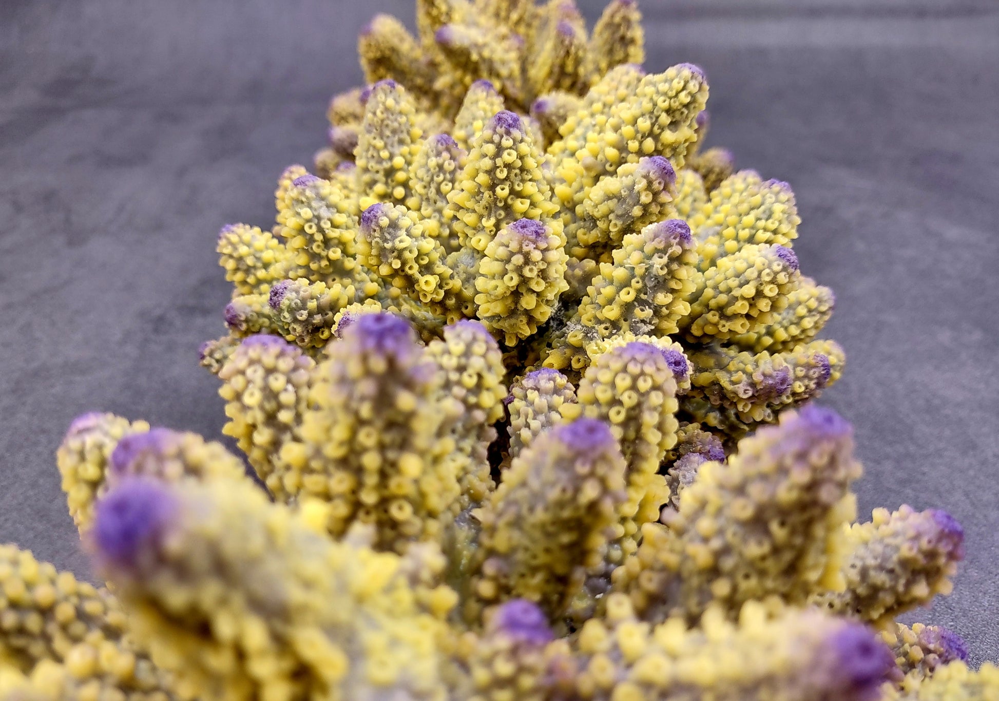  Yellow Finger Staghorn FAUX Coral - Acropora Humilis - (1 FAUX Coral approx. 5.5x3.5x5 inches). yellow and purple branched tentacles. Copyright 2024 SeaShellSupply.com.