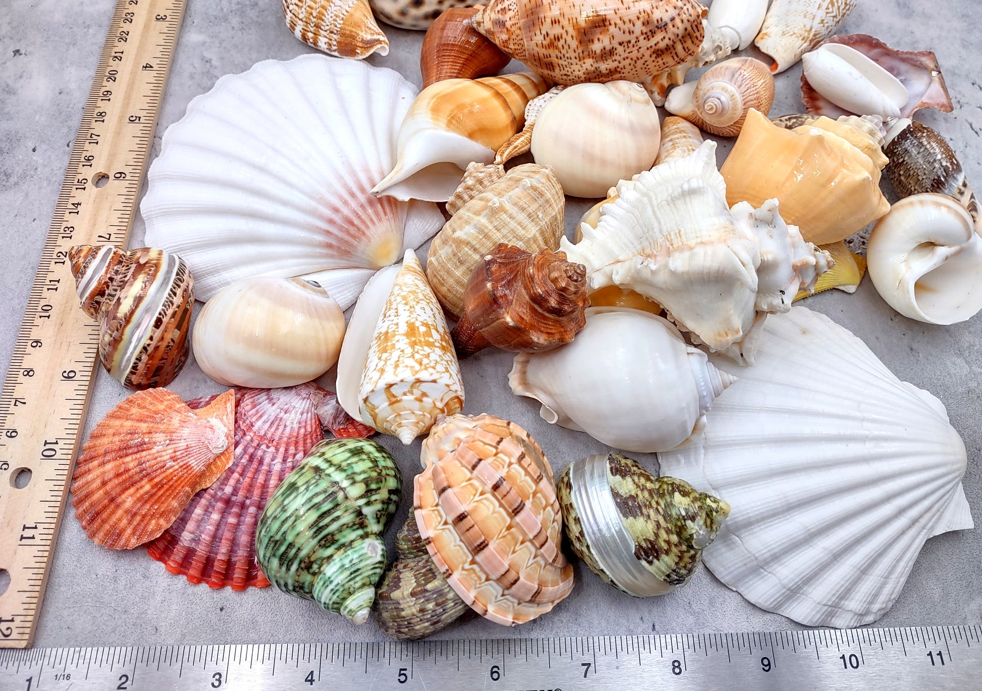 Large Seashell Assorted Ocean Mix - (approx. 1 Kilogram/2.2 lbs. 1-4 inches). Multiple different colored shells in a pile. Copyright 2024 SeaShellSupply.com.