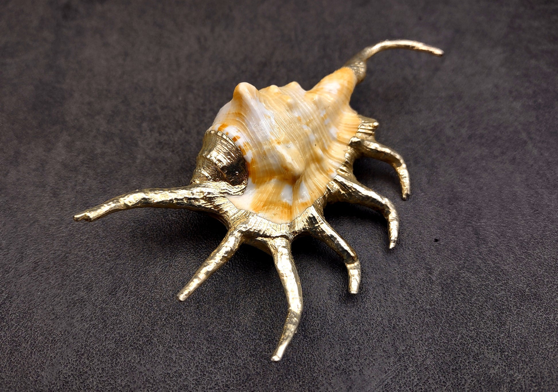 Silver-Plated Oranger Spider Seashell - Lambis Crotata - (1 Shell approx. 4+ inches) One orange and white spider conch with silver plated decoration. Copyright 2024 SeaShellSupply.com