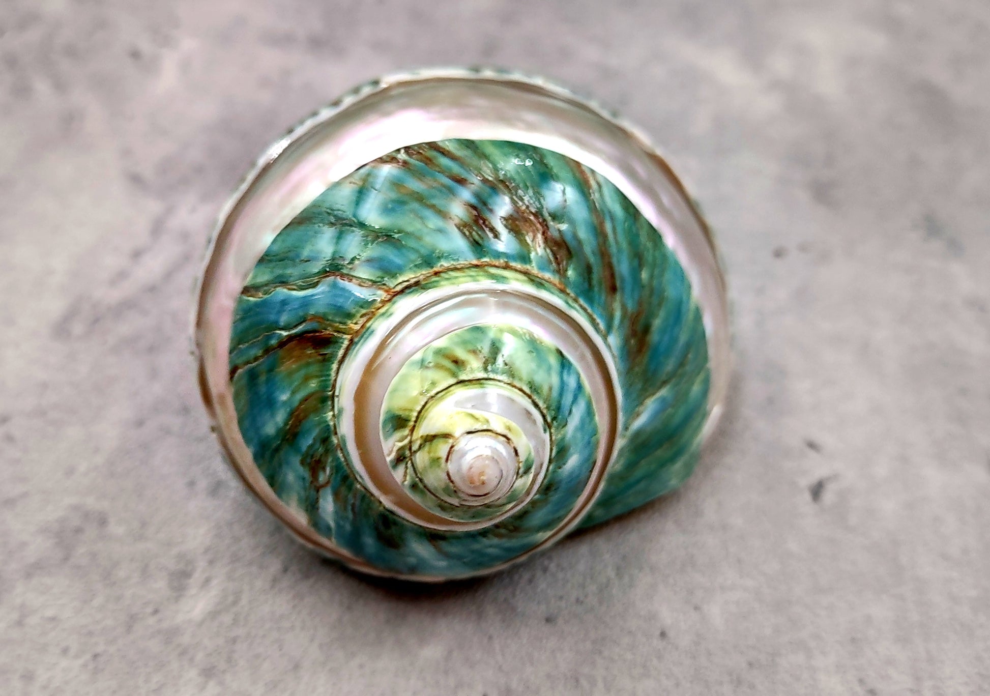 Polished Jade Turbo Shell w/Pearlized Stripe - Turbo Burgessi - (1 shell approx. 2.5-3 inches). Jade and green spiral ribbed shell with a cream band. Copyright 2024 SeaShellSupply.com.