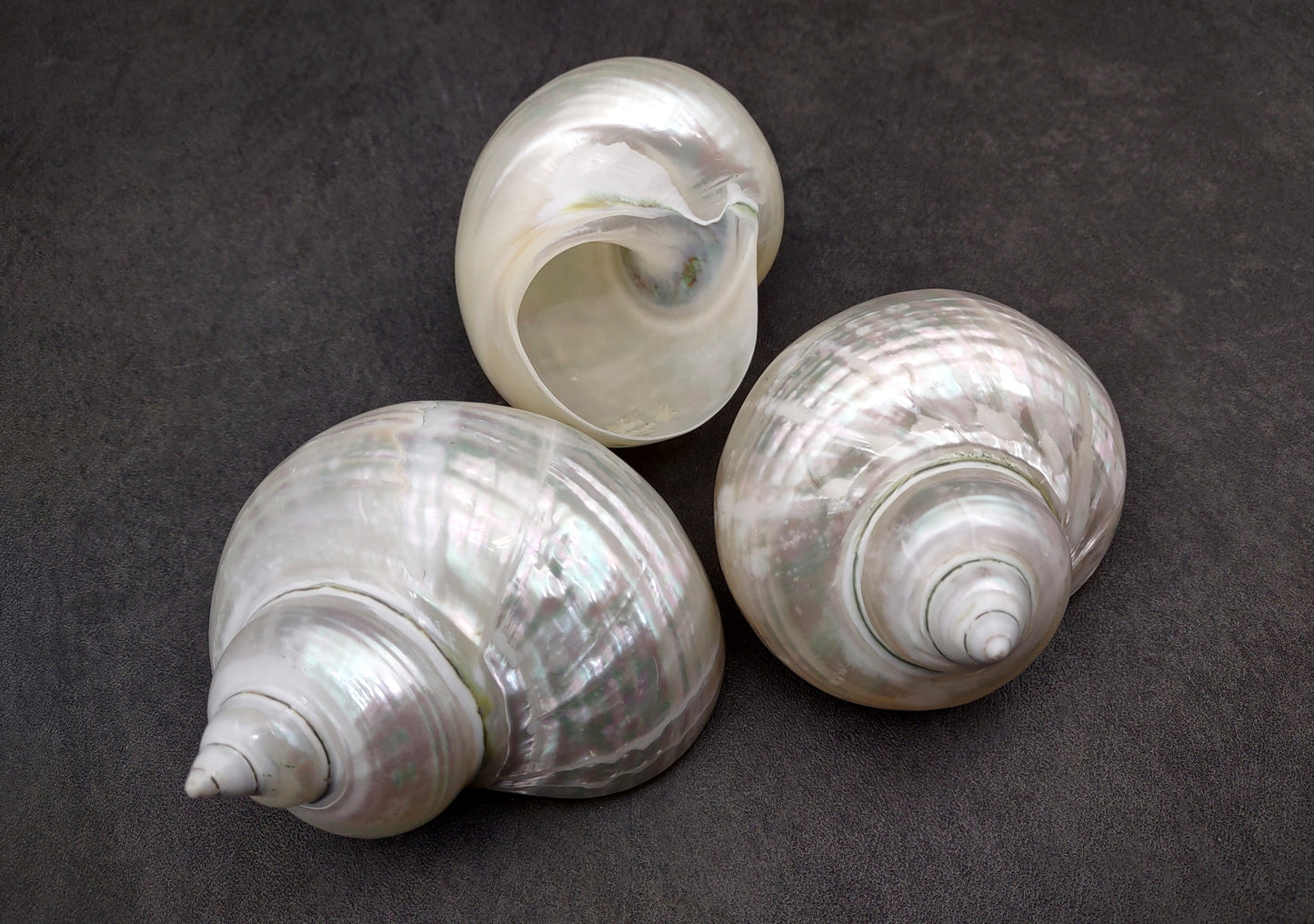 Pearlized Jade Turbo Shell Turbo Burgessi (1 shell approx. 3.5+ inches) Special shells for coastal crafting decor & collections!
