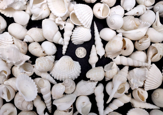 One Kilo (2.2 lbs.) White Seashell Mix