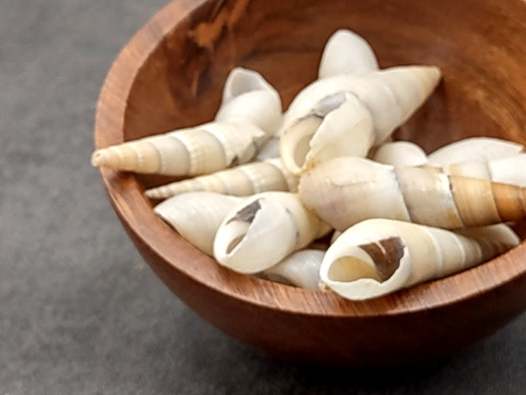 White Bullia Seashells Bullia Annulate (20 shells approx. 1.5+ inches) Adorable shell for any coastal collection crafting & display!