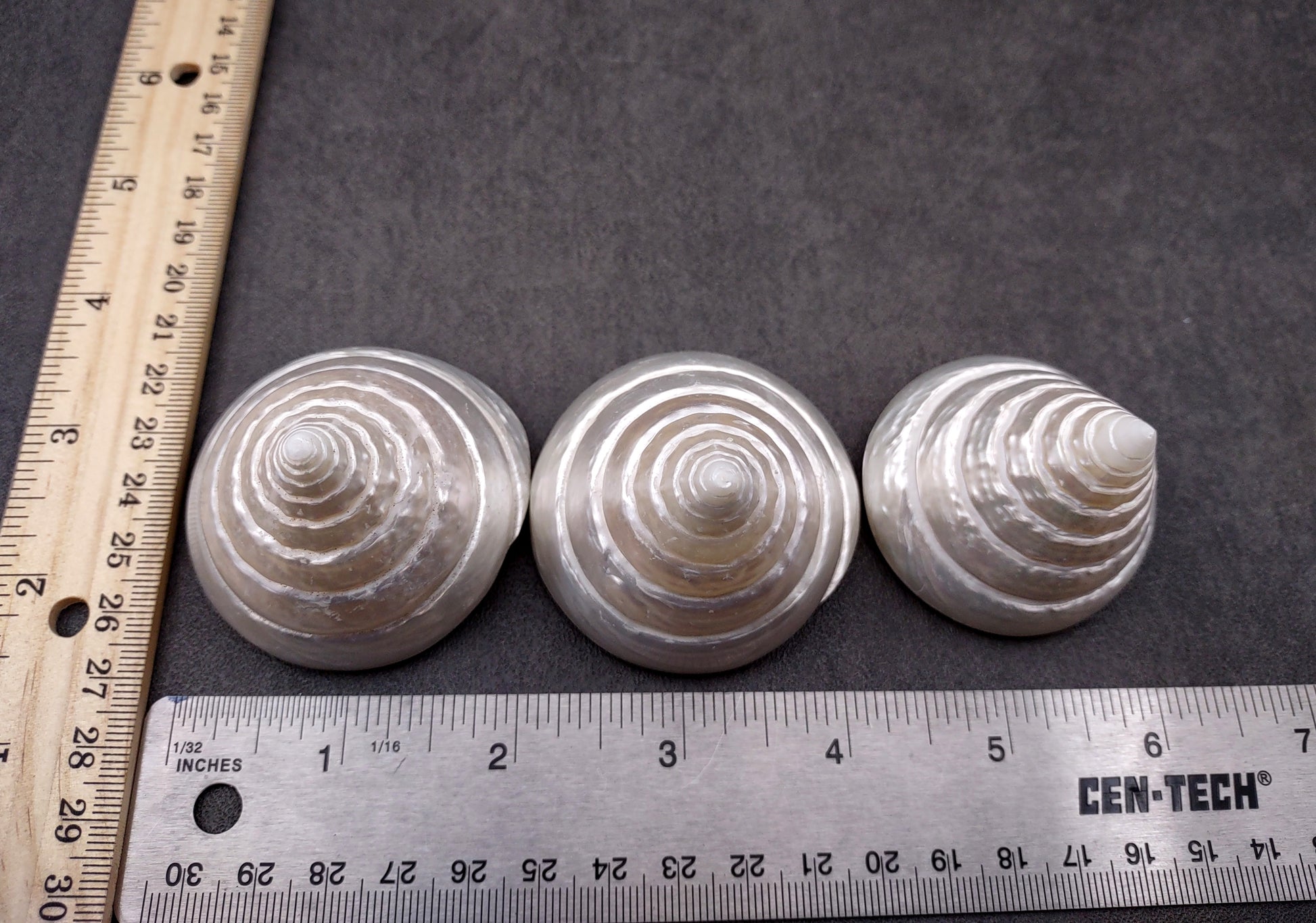 Polished Silver/Pearl Trochus Seashell (2-2.5 Inches) - Trochus Niloticus. One shiny bright spiral white shell with a wide opened base. Copyright 2024 SeaShellSupply.com.