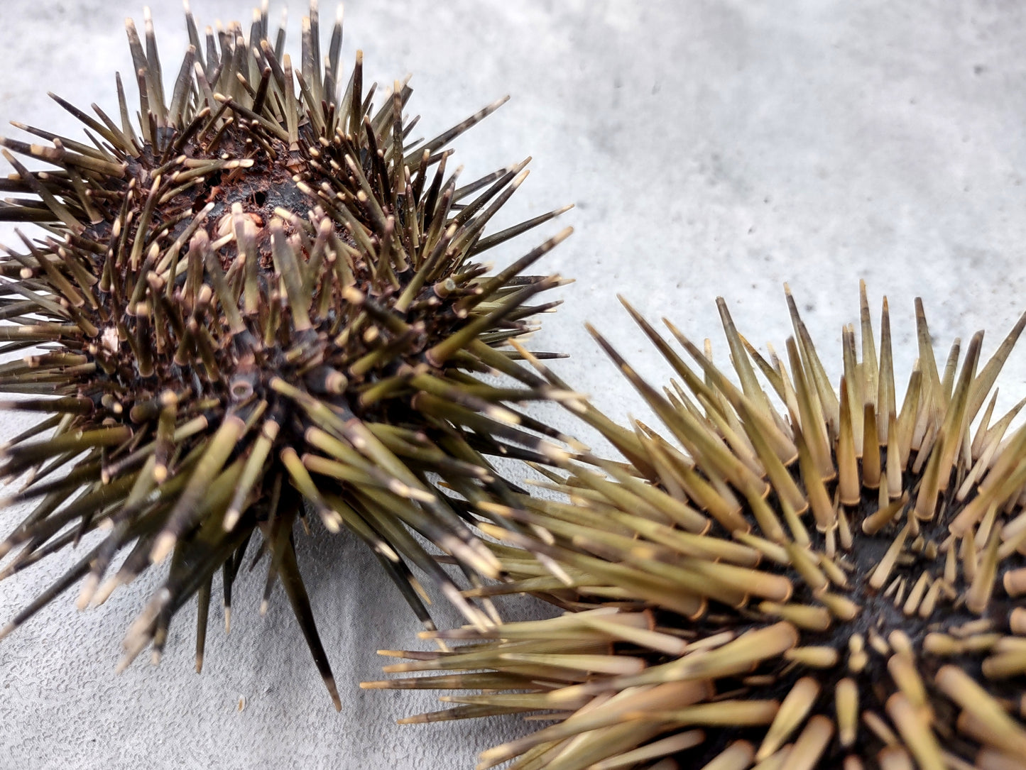 Burrowing Sea Urchin with Spines Echinometra Mathaei (2 urchins approx. 2.5+ inches) Natural Urchin Shell for display & collecting!