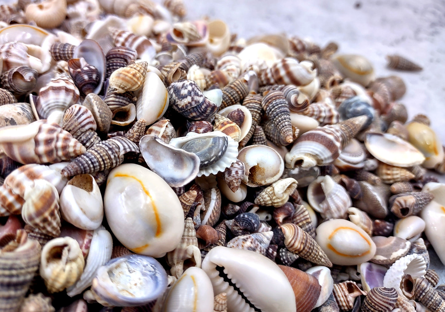 Extra Small Seashell Assorted Ocean Mix (approx. 1 kilogram 0.50+ inches) Superb shells for coastal crafting and collections!
