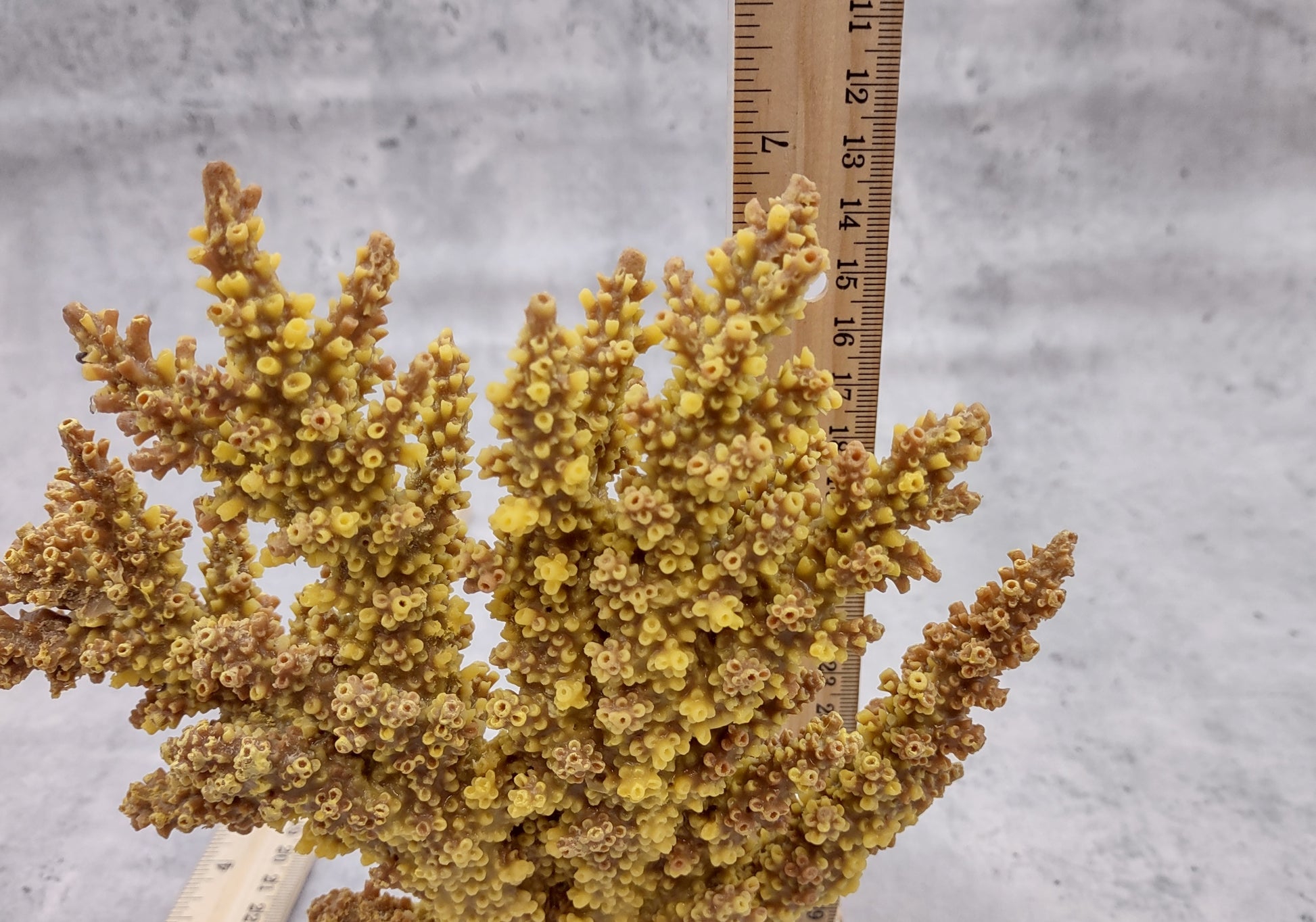 Yellow/Tan FAUX Branch Coral - Acropora Florida - (1 Fake Coral approx. 7.5Tx7Wx2D inches) on light background. Copyright 2024 SeaShellSupply.com