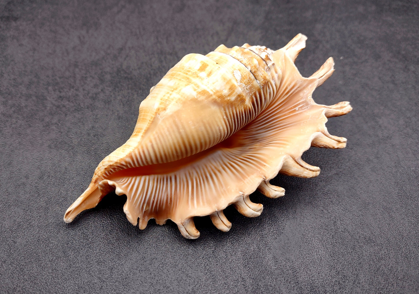 Millipede Conch Seashell Lambis Millepeda (1 shell approx. 4+ inches) Conch shell great for coastal crafting display & collections.