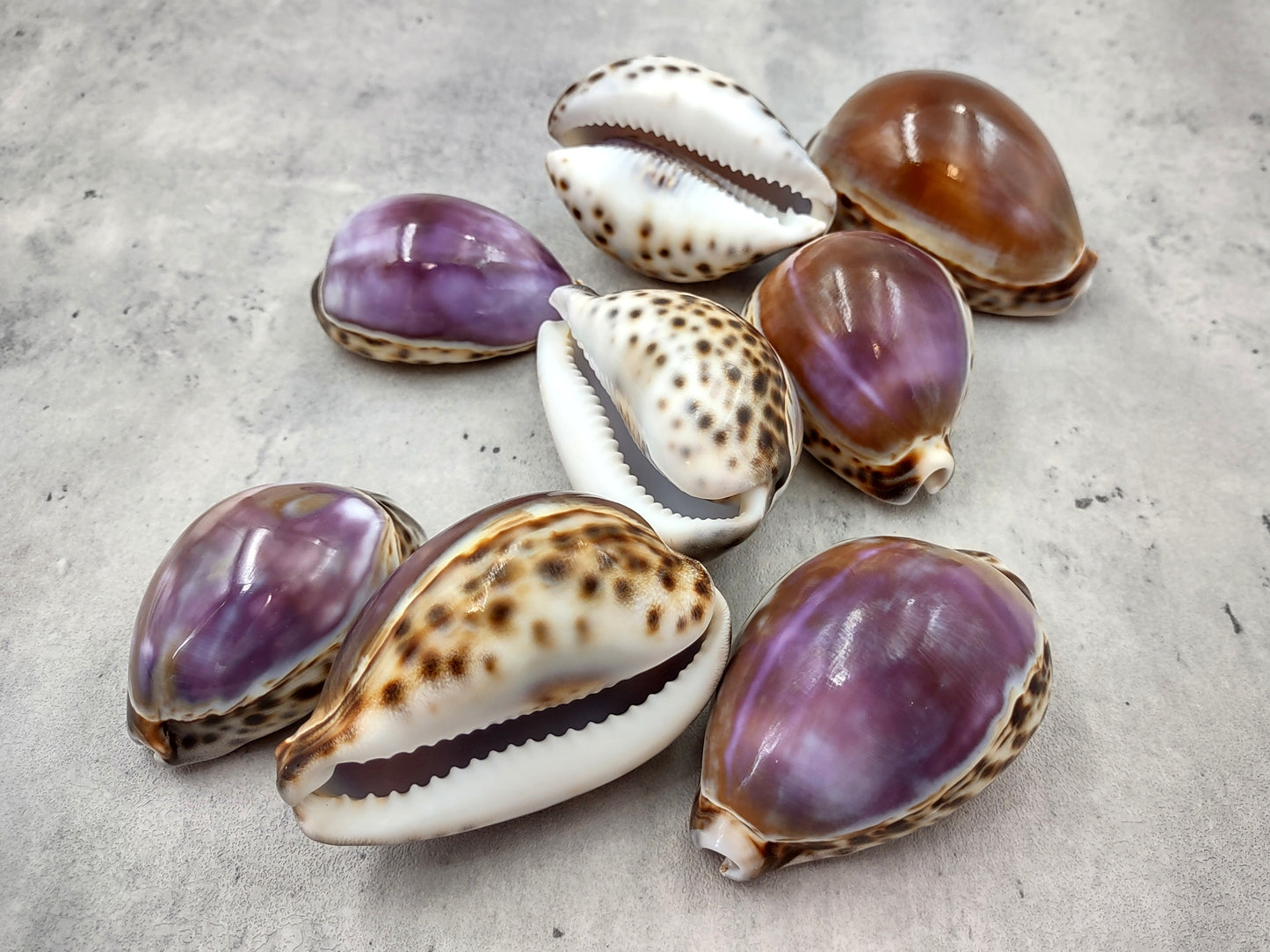 Purple Top Tiger Cowrie Seashells Cypraea tigris (2 shells approx. 2.25+ inches) Beautiful for any coastal crafting or décor!