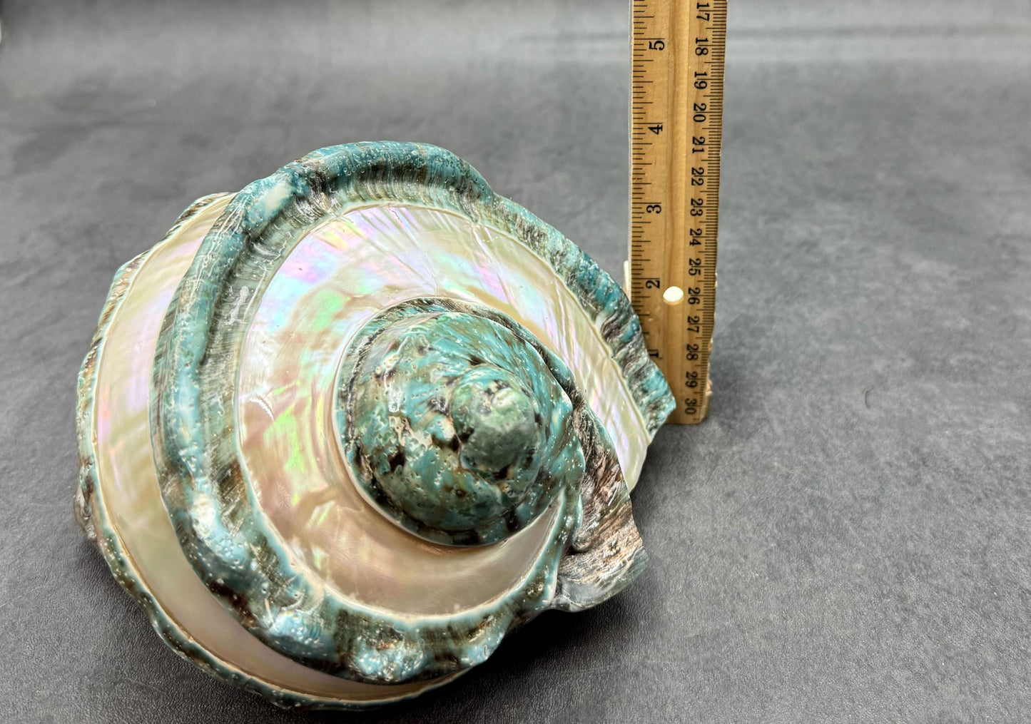 Giant Banded Turbo Shell Turbo Marmoratus (1 shell approx. 7+ inches) Great shells for coastal decor, & collection