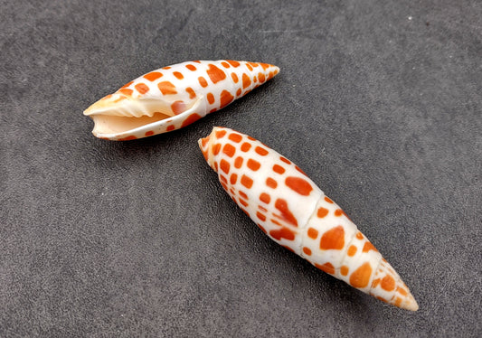 Episcopal Miter Shells (2 pcs.) - Mitra Mitra