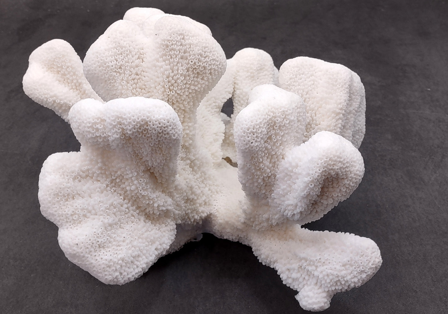 White Catspaw Coral Cluster Pocillopora Palifera (1 coral approx. 11L x 6.75H x 10D inches) Excellent for art projects & collecting!