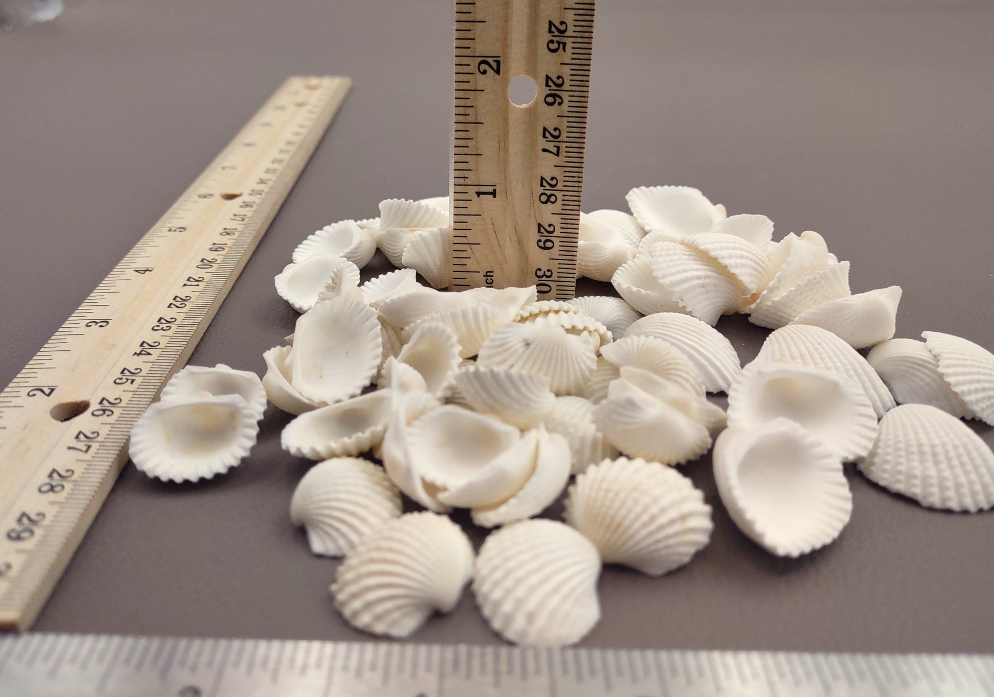 White Ark Clam Seashells Tegillarca Granosa (approx. 20+ shells 1+ inches). An assortment of small white clam shells. Copyright 2024 SeaShellSupply.com.
