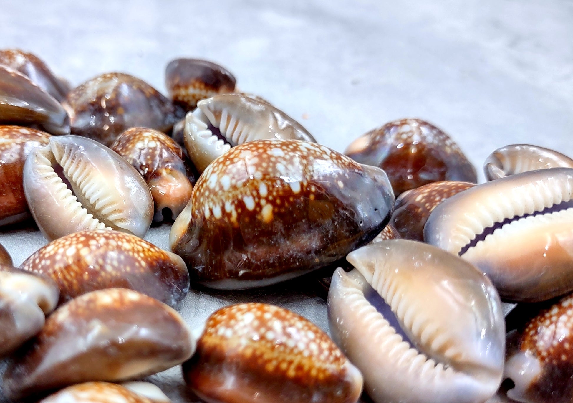 Serpent Head Cowrie Shells (.75-1.25 inches) - (10 pcs.) - Cypraea Caputserpentis. Multiple brown shells with white and tan specks on the top with a wide opening below. Copyright 2024 SeaShellSupply.com.