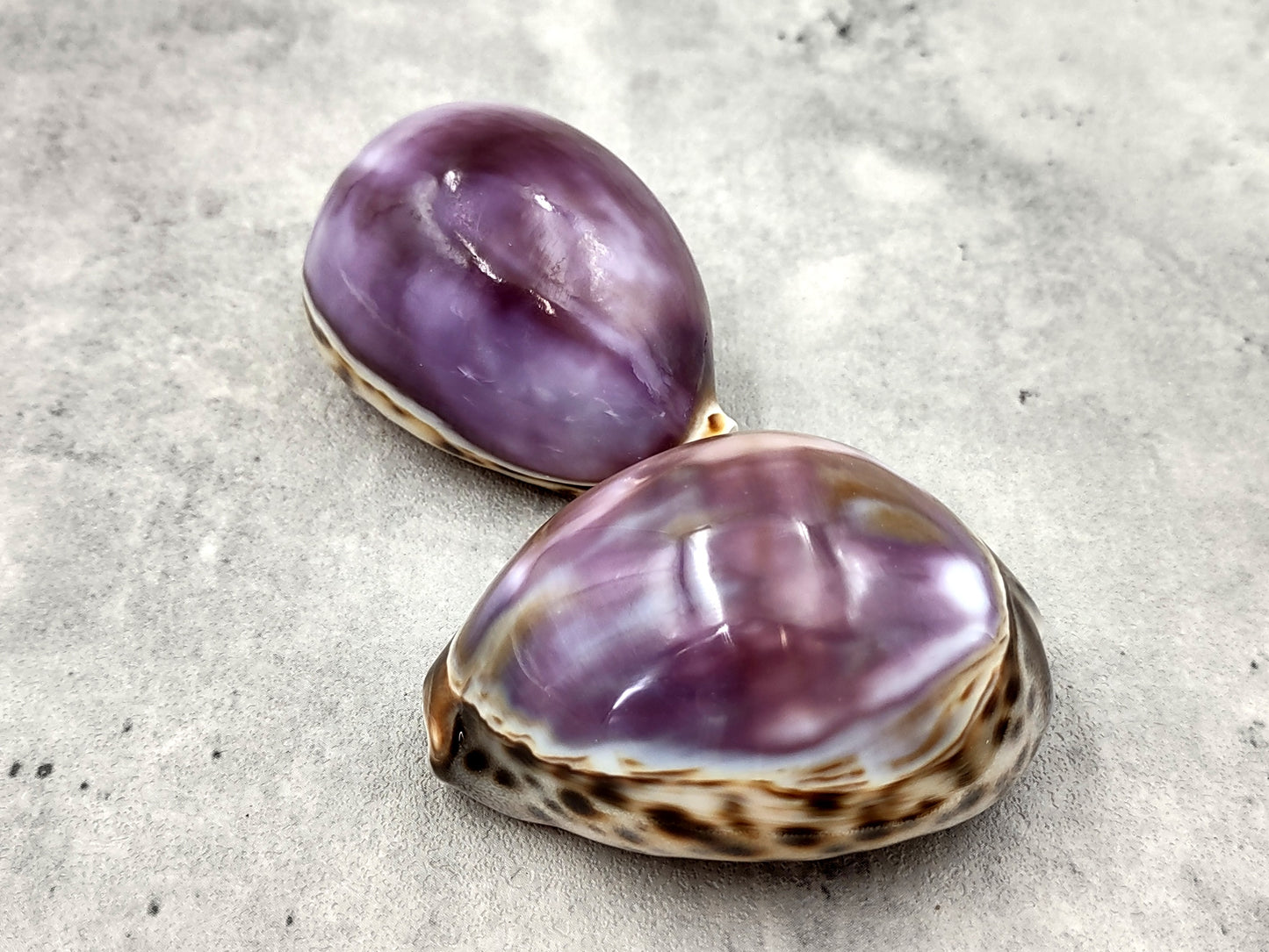 Purple Top Tiger Cowrie Seashells Cypraea tigris (2 shells approx. 2.25+ inches) Beautiful for any coastal crafting or décor!