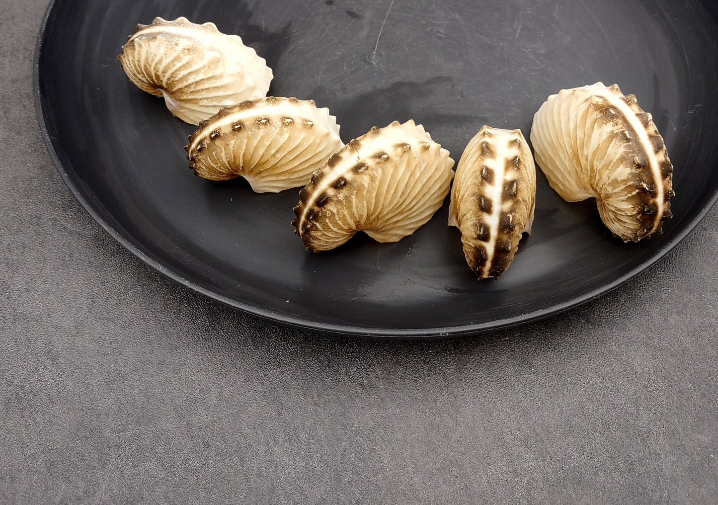 Brown Paper Nautilus Seashell Rare Argonauta Hians (1 shell approx. 2.25+ inches) Swell shells for coastal crafting decor & collections!