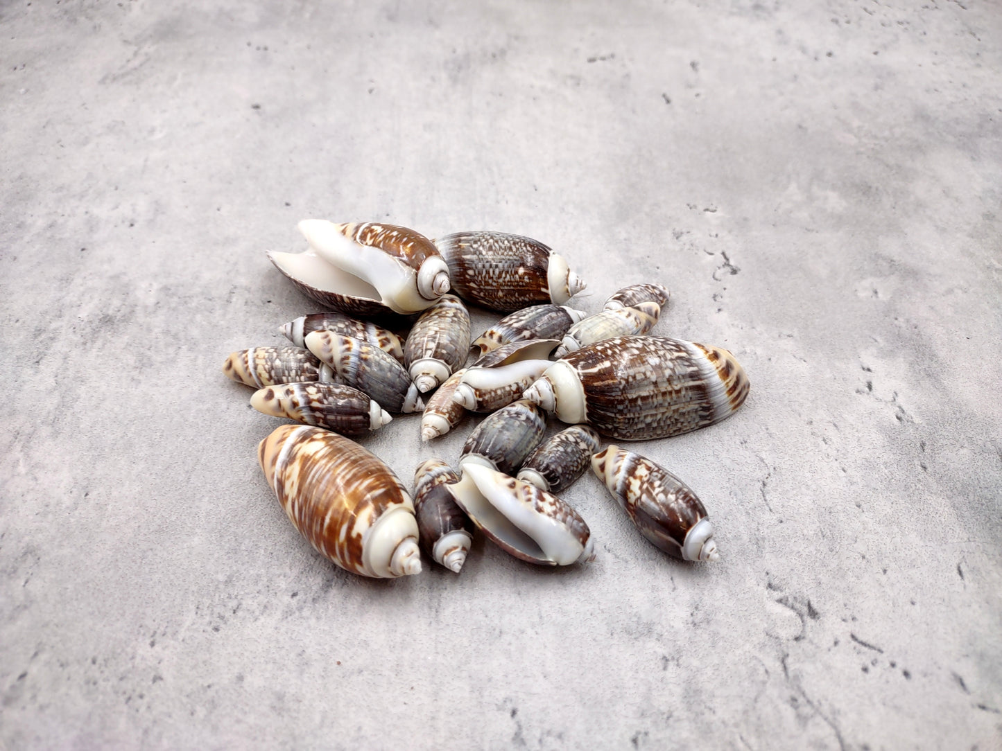 Dark Olive Seashell Assortment (approx. half cup 20+ shells 1-1.75+ inches) Great shells for coastal crafting and collections!