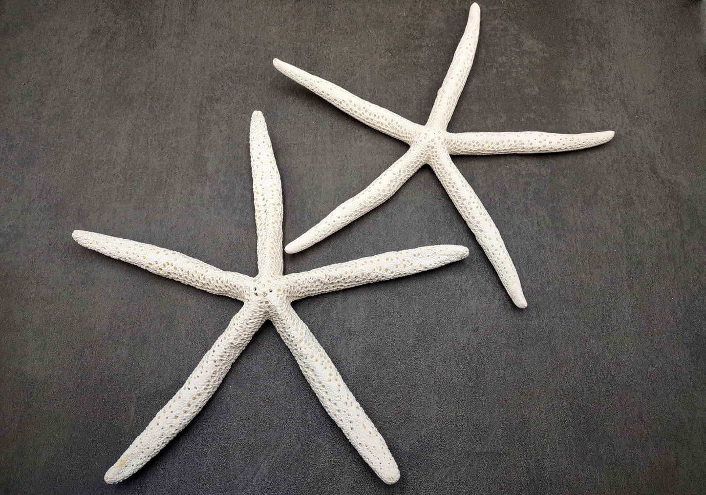 Finger Starfish White Linckia Laevigata (2 stars approx. 10-11+ inches) Unique shells for coastal crafting décor & collections!