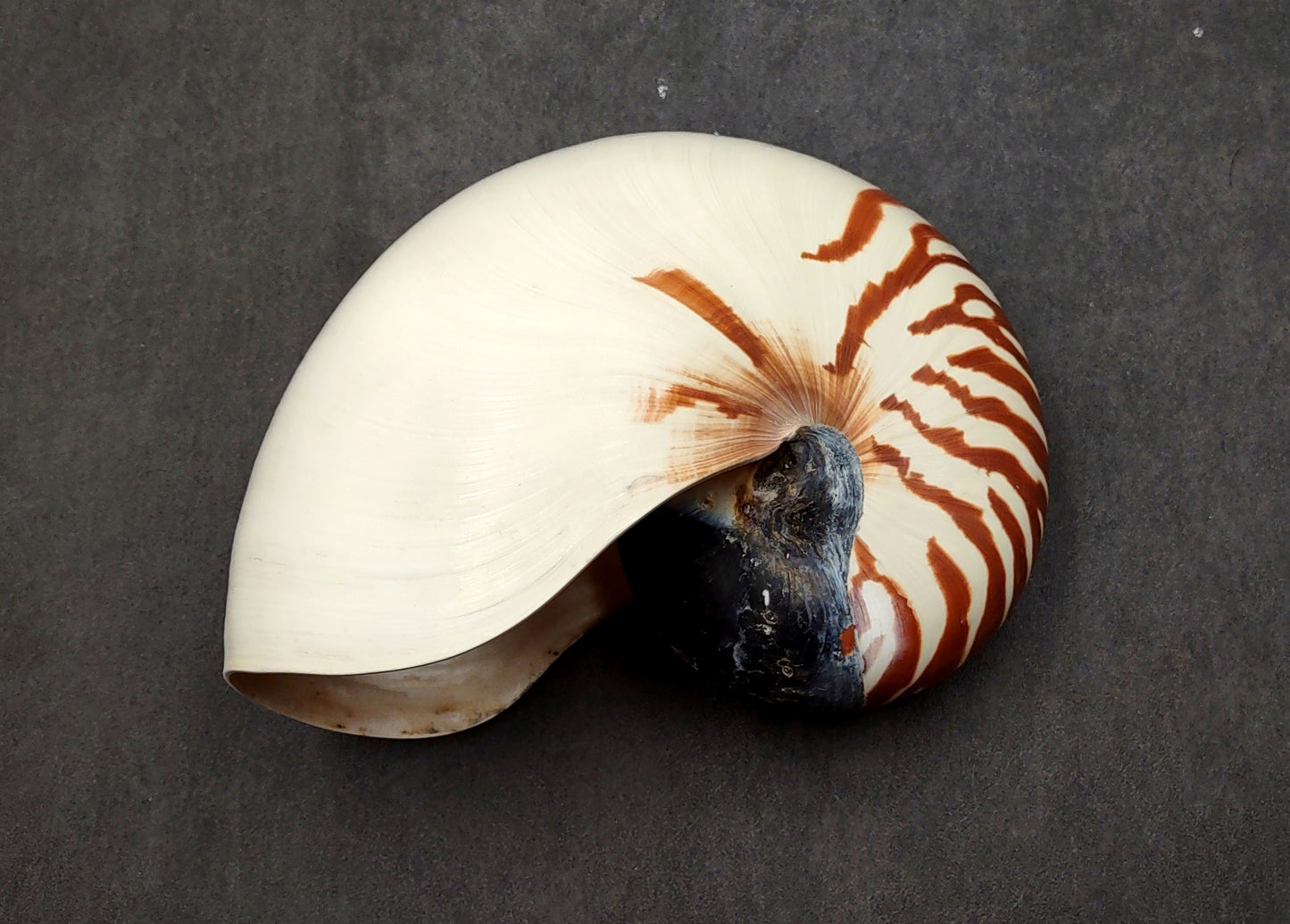 Natural Nautilus Seashell Nautilus Pompilius (1 shell approx. 7+ inches) Great shells for coastal crafting decor & collections!